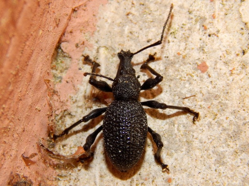 Otiorhynchus armatus, Curculionidae